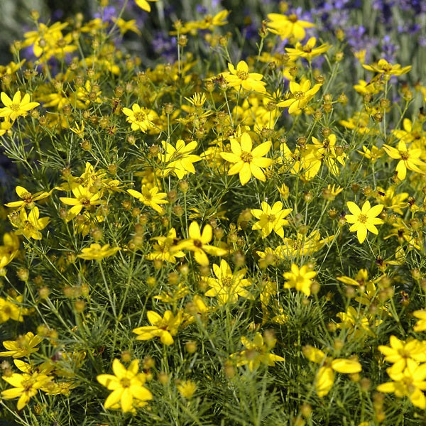 Zagreb Threadleaf Coreopsis