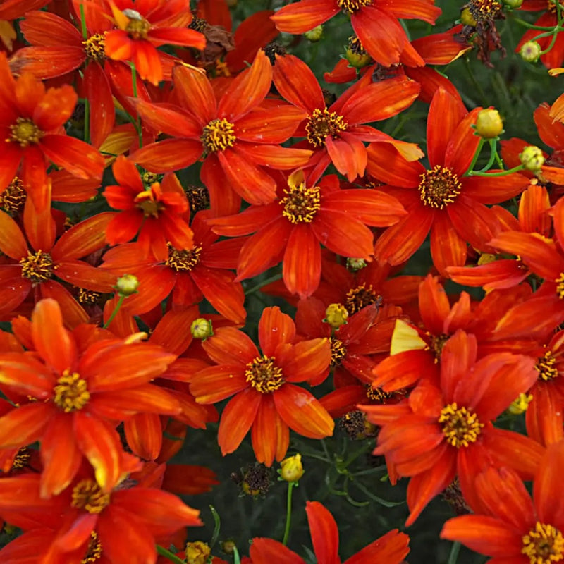 Crazy Coreopsis