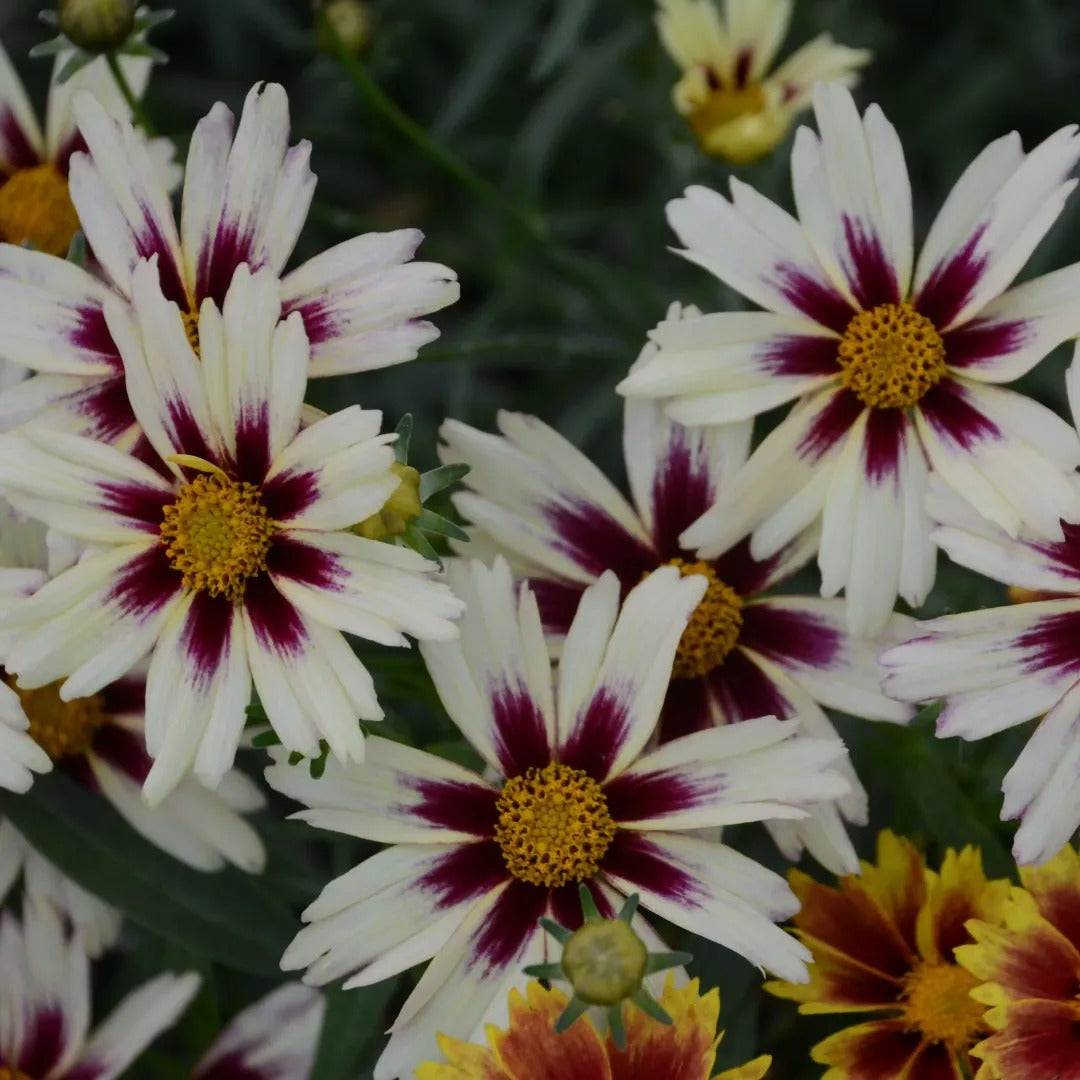 Starlight Coreopsis