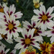 Starlight Coreopsis