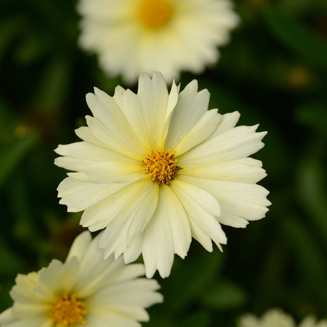 Cream UpTick™ Coreopsis