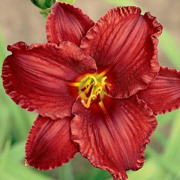 Count Radish Plus Premium Daylily