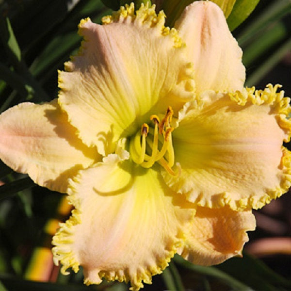 Country Cool - Daylily