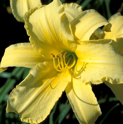 Crafty Ladies Premium Daylily