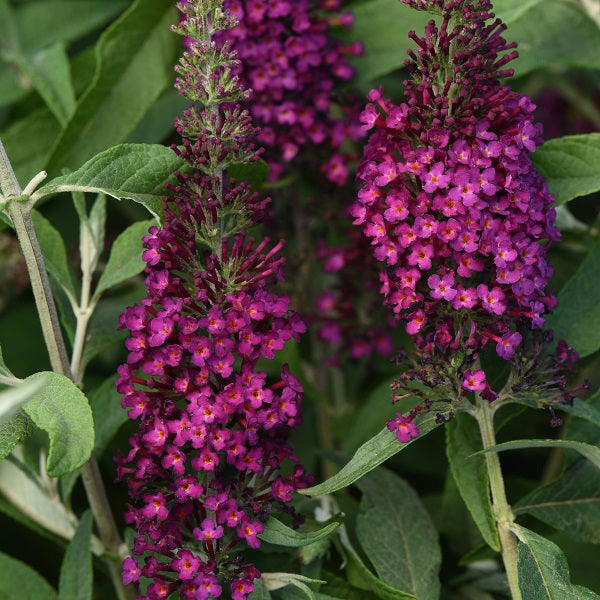 Cranberry Butterfly Bush