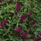 Cranberry Butterfly Bush