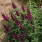 Cranberry Butterfly Bush