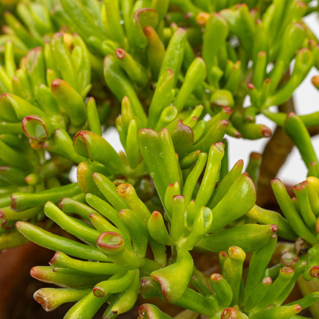 succulent fingers plant Finger Jade Plant
