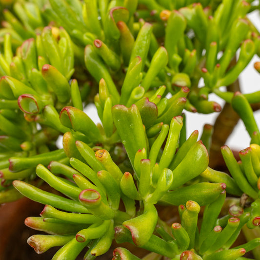 succulent with finger like leaves Finger Jade Plant