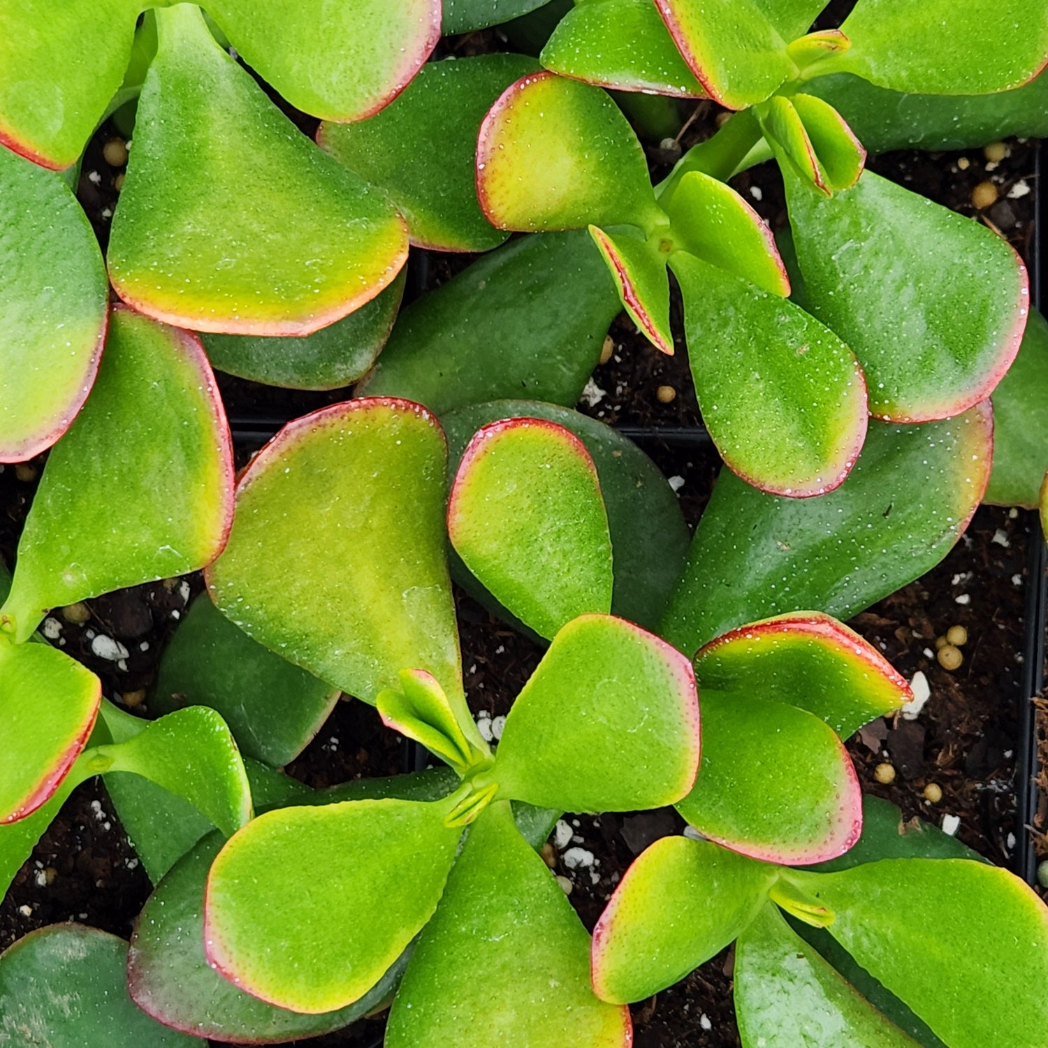 ferns and petals jade plant New Sunset Jade