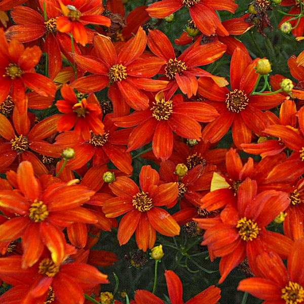 Crazy Cayenne Coreopsis