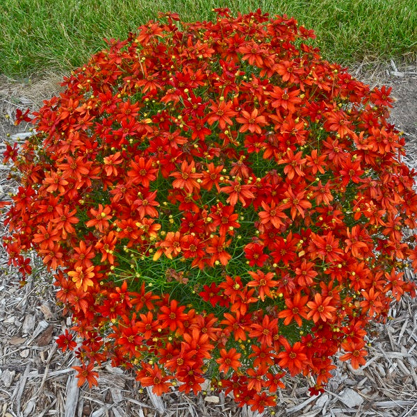 Crazy Cayenne Coreopsis