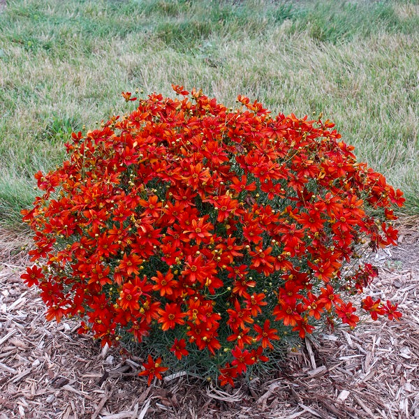 Crazy Cayenne Coreopsis