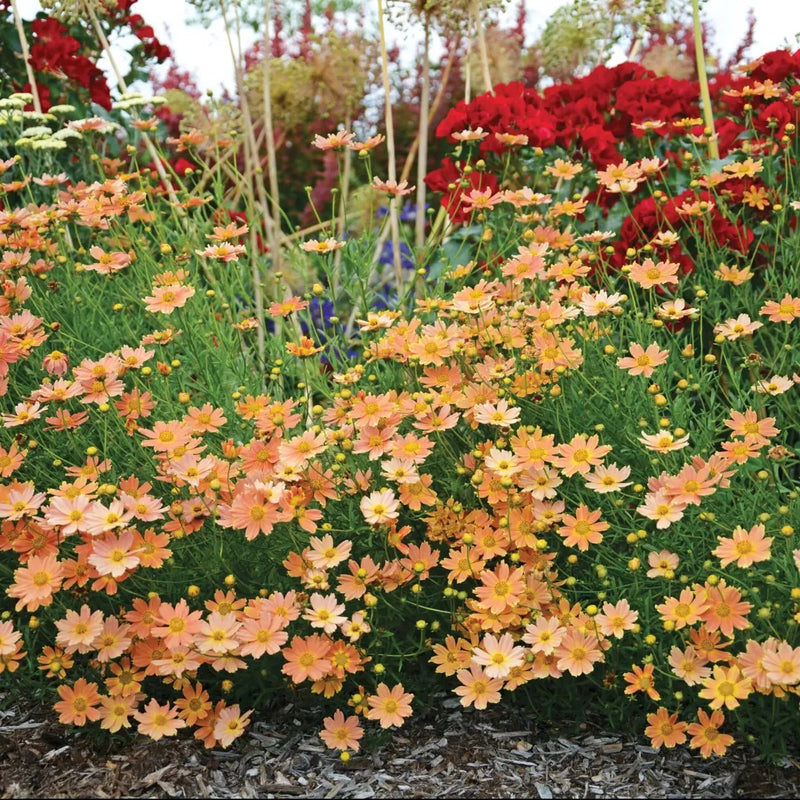 Creme Caramel Coreopsis