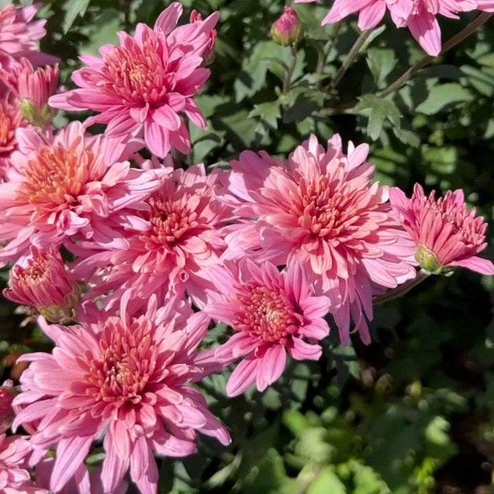 Pink Cadillac Chrysanthemum