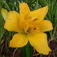 Double Charm - Daylily