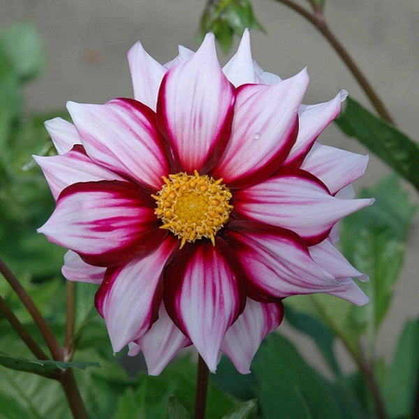 Edge of Joy - Dahlia