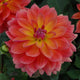 Firepot Dahlia