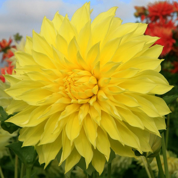 Kelvin Floodlight - Dahlia