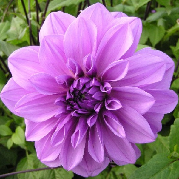 Lilac Time - Dahlia