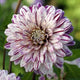 Smokey Dahlia