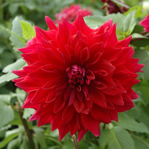 Delightful Dahlia Collection