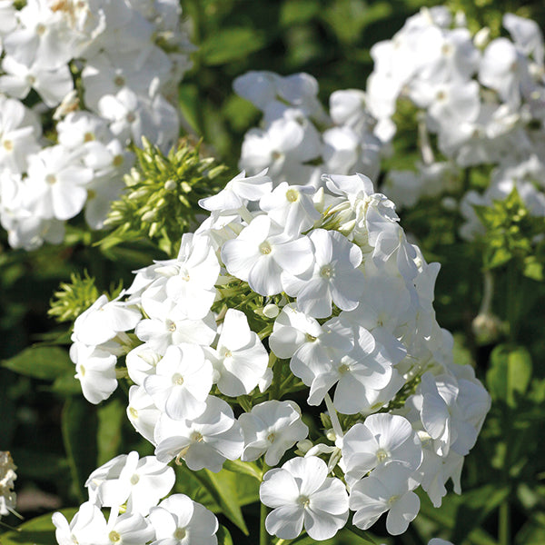 David Tall Garden Phlox