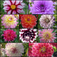 Delightful Dahlia Collection