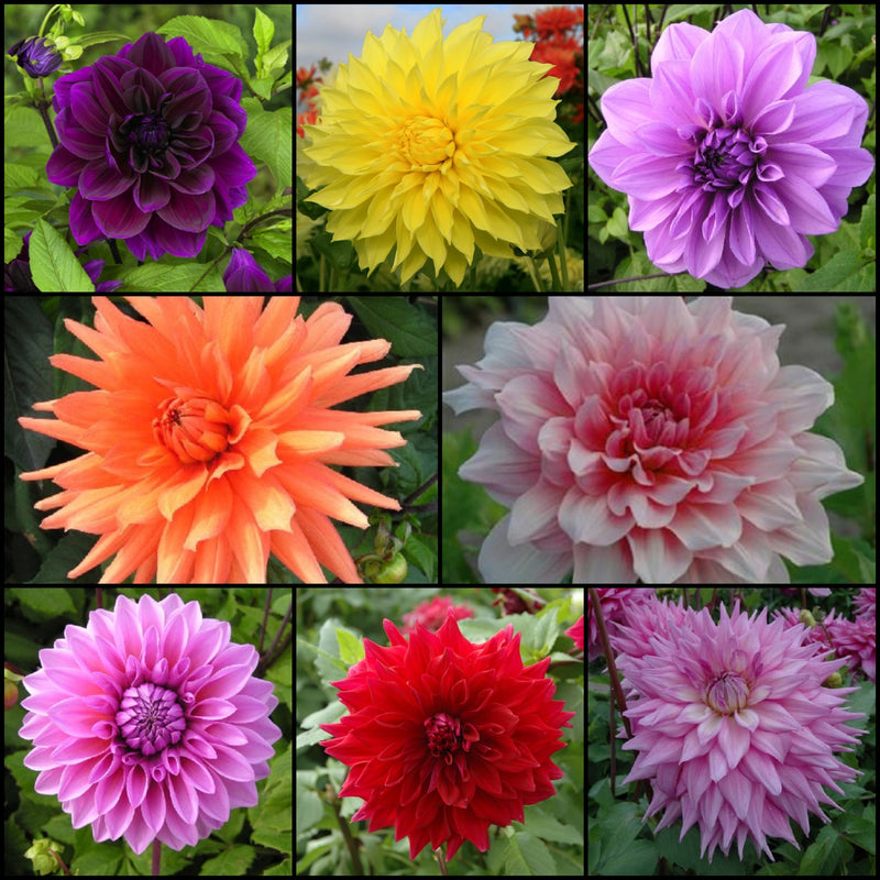 Massive Dahlia Collection