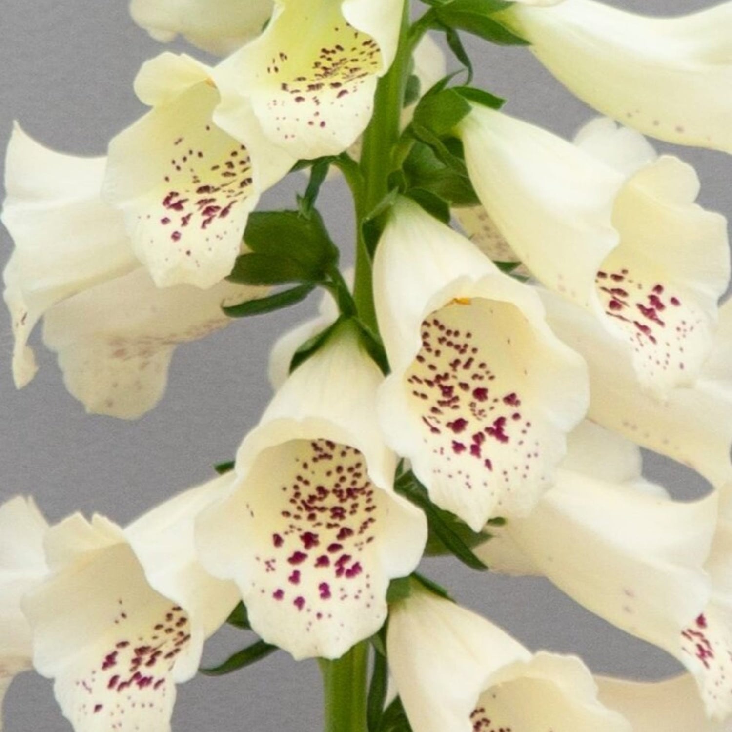 Dottie™ Cream Foxglove