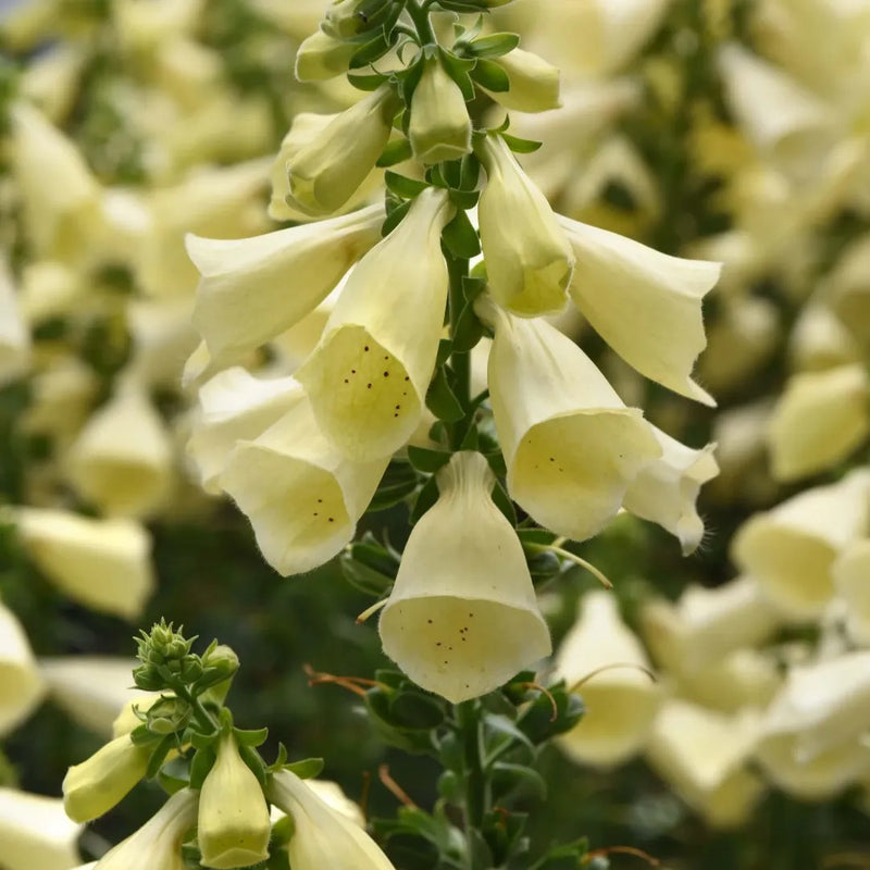 Arctic Fox Lemon Cream Foxglove