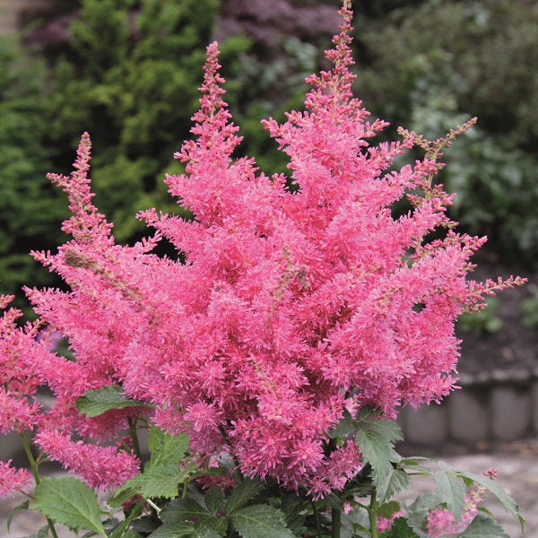 Drum and Bass Astilbe