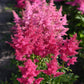 Drum and Bass Astilbe