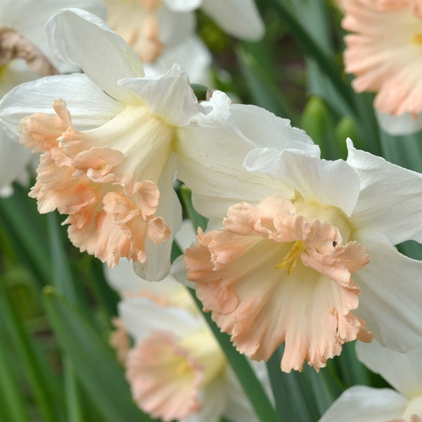 British Gamble Daffodil