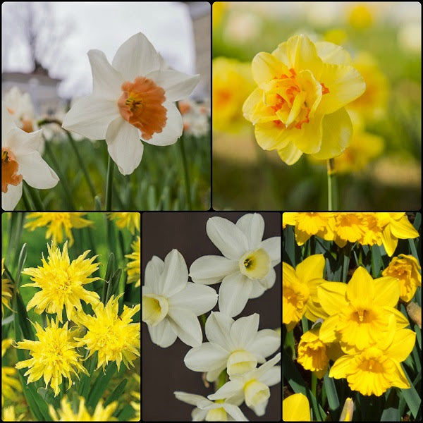 Acropolis Daffodil (5 bulbs)