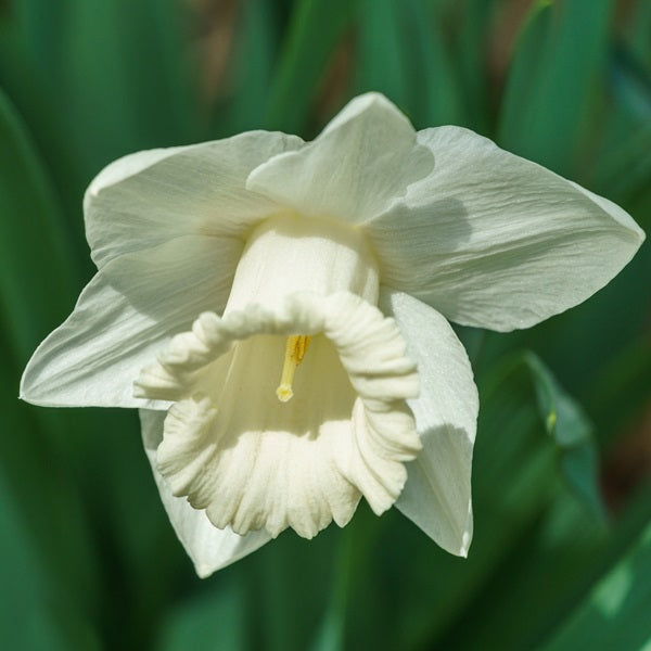 Mount Hood Daffodil