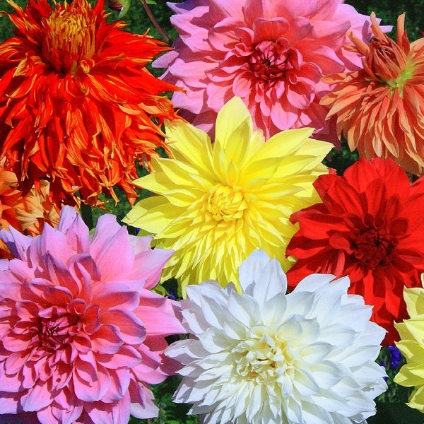 Dazzling Dahlia Mix