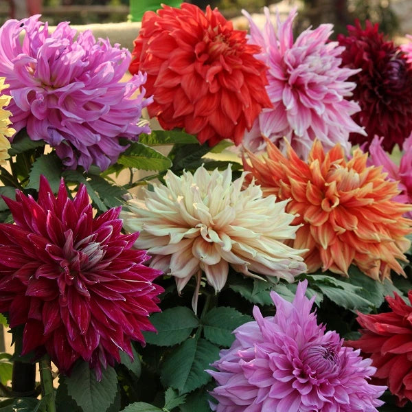 Dinnerplate Dahlia Mix