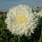 Dinnerplate Dahlia Mix