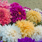 Dazzling Dahlia Mix