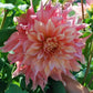 Dinnerplate Dahlia Mix