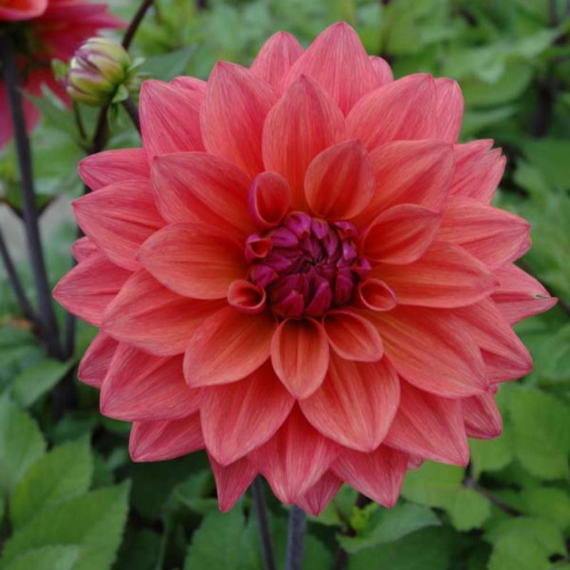 Delightful Dahlia Collection