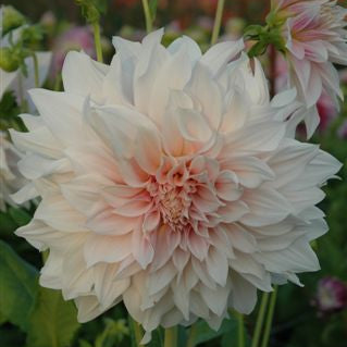 Cafe au Lait Dahlia