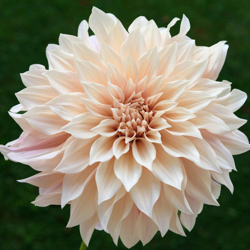 Cafe au Lait Dahlia