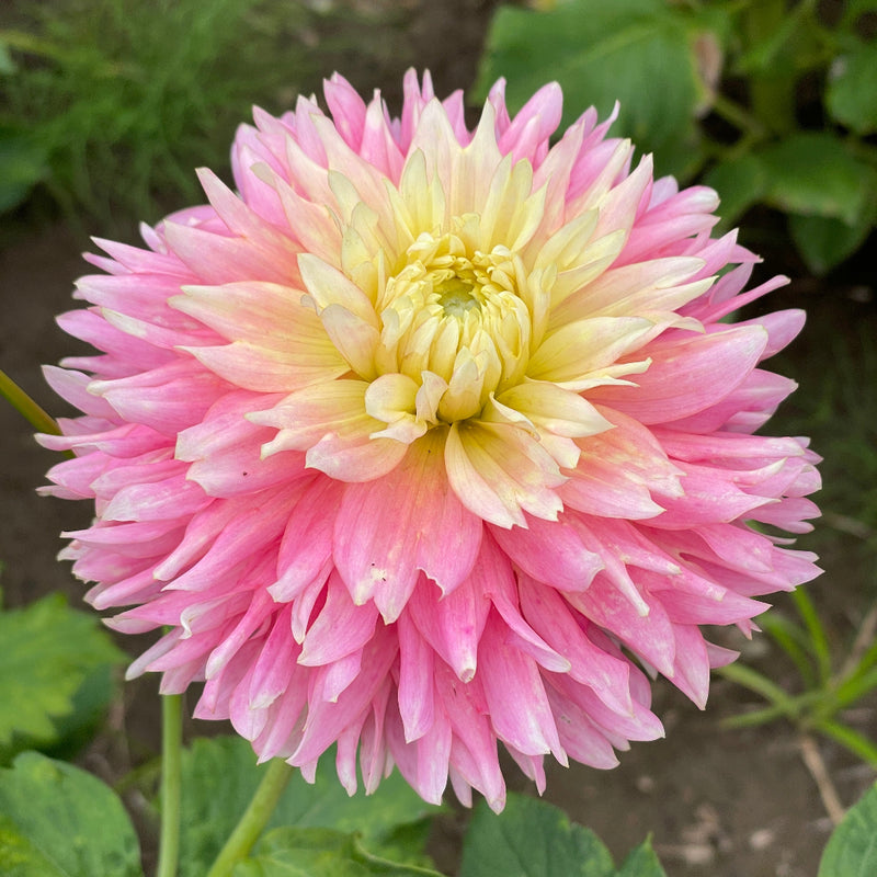 Just Married Dahlia