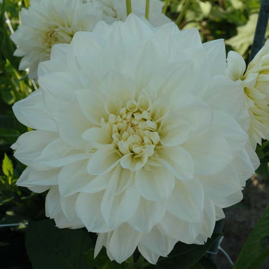 Eternal Snow Dahlia