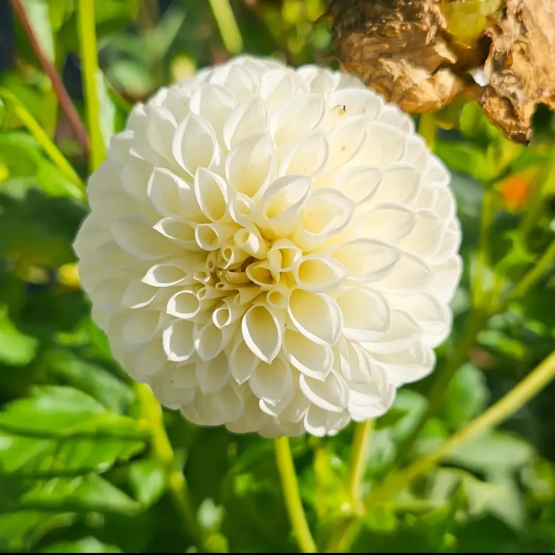 Boom Boom White Dahlia