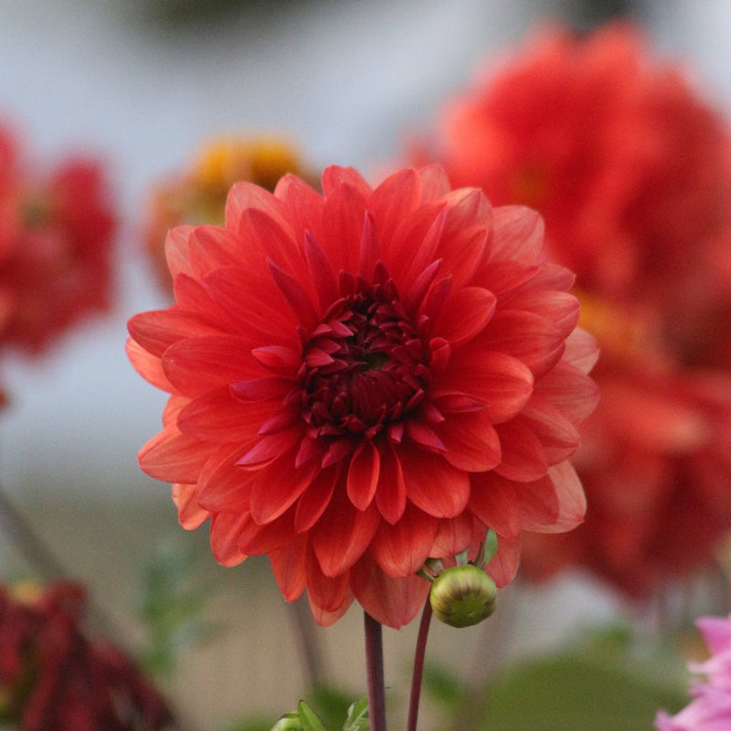 Delightful Dahlia Collection