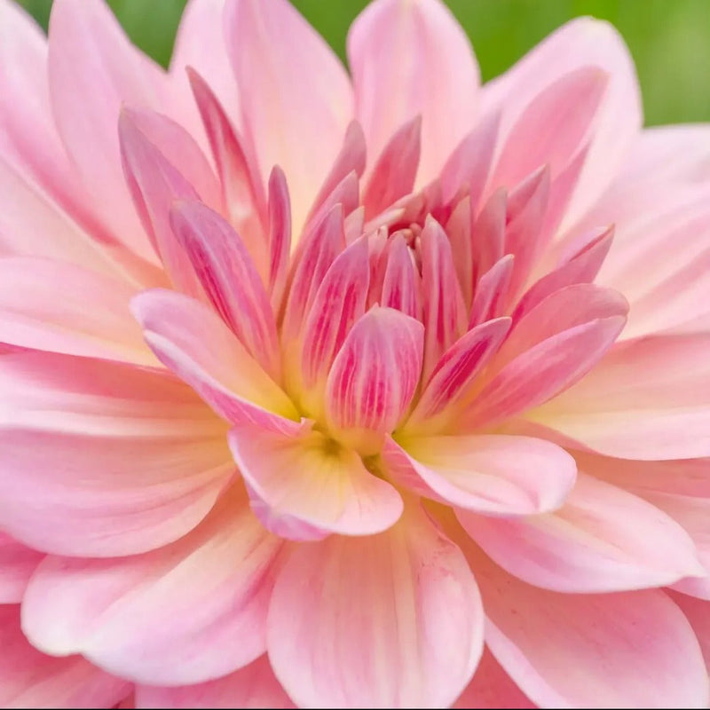 Delightful Dahlia Collection