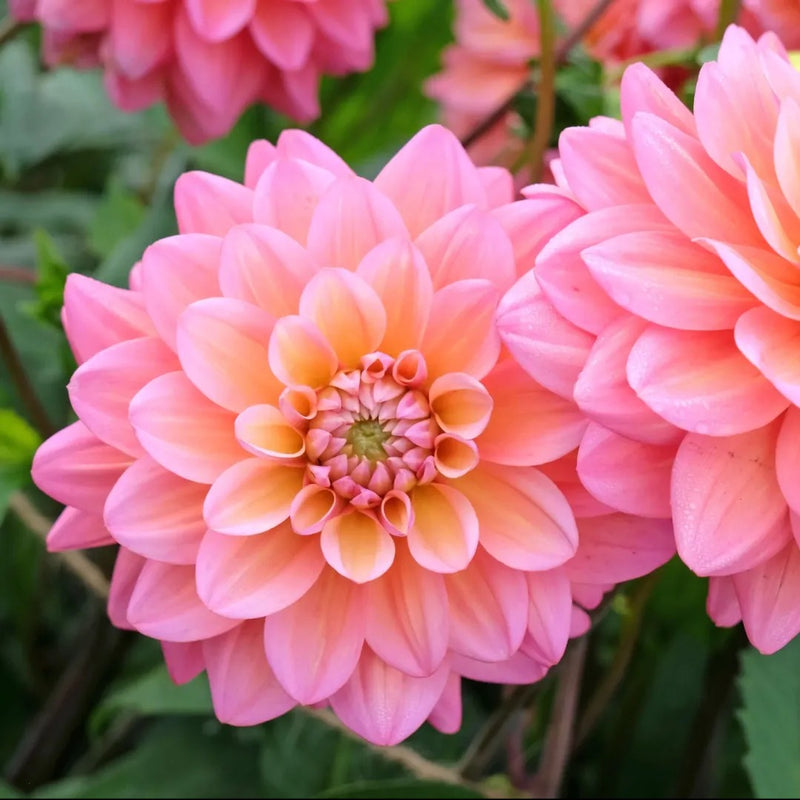 Great Silence Dahlia